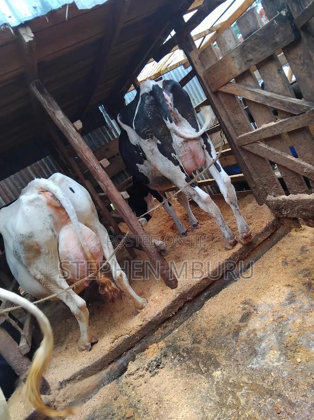 Super Pedigree Dairy Cows - thumbnail 8