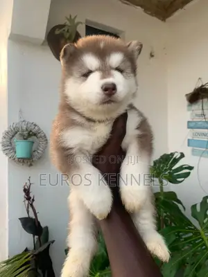 1-3 months Male Purebred Siberian Husky