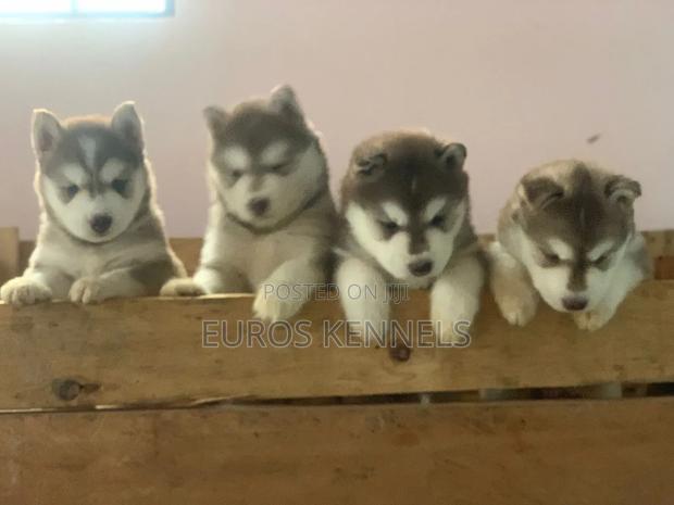 1-3 months Male Purebred Siberian Husky