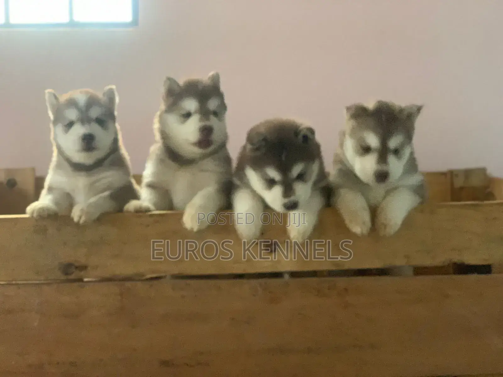 1-3 months Male Purebred Siberian Husky