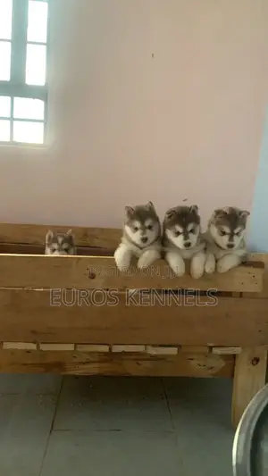 1-3 months Male Purebred Siberian Husky