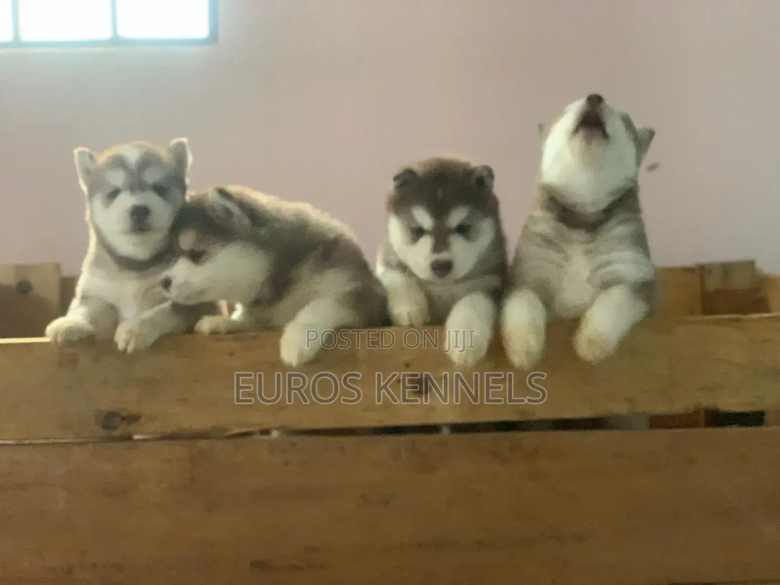 1-3 months Male Purebred Siberian Husky