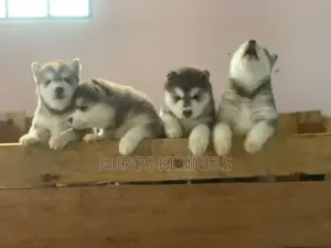 1-3 months Male Purebred Siberian Husky