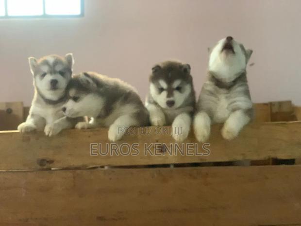 1-3 months Male Purebred Siberian Husky - thumbnail 4