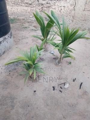Coconut Tree Seedlings - main view