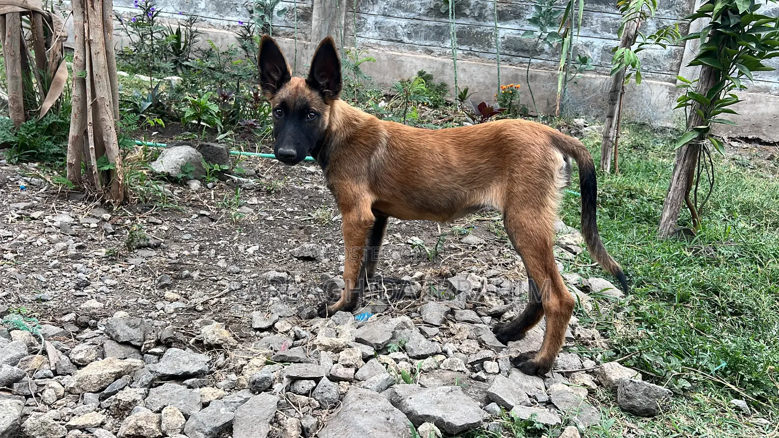 1-3 months Male Purebred Belgian Malinois