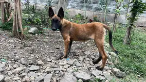 1-3 months Male Purebred Belgian Malinois
