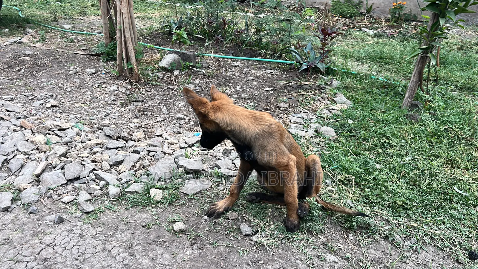 1-3 months Male Purebred Belgian Malinois