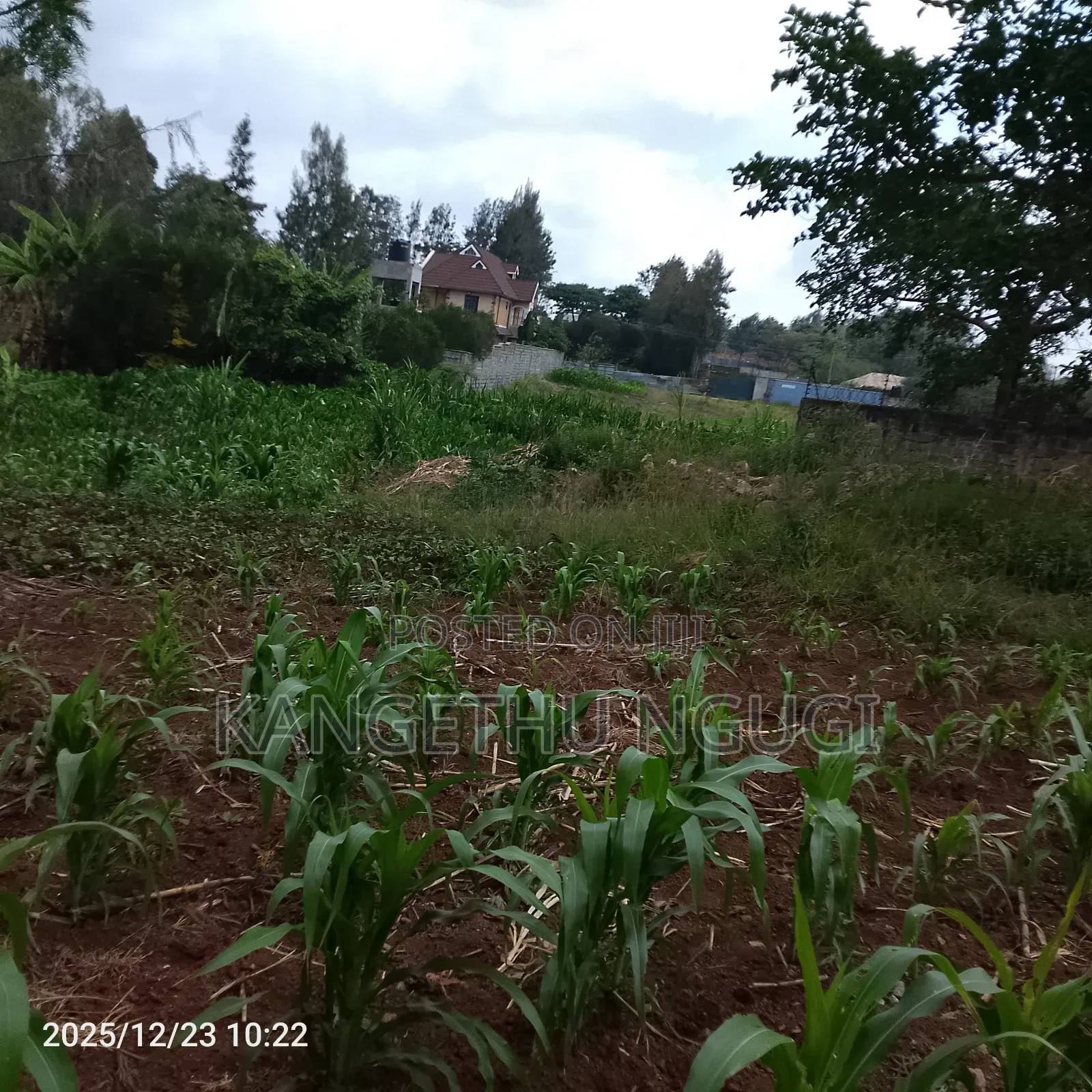 40 X 245 Feet Plot at Mugumo Estate