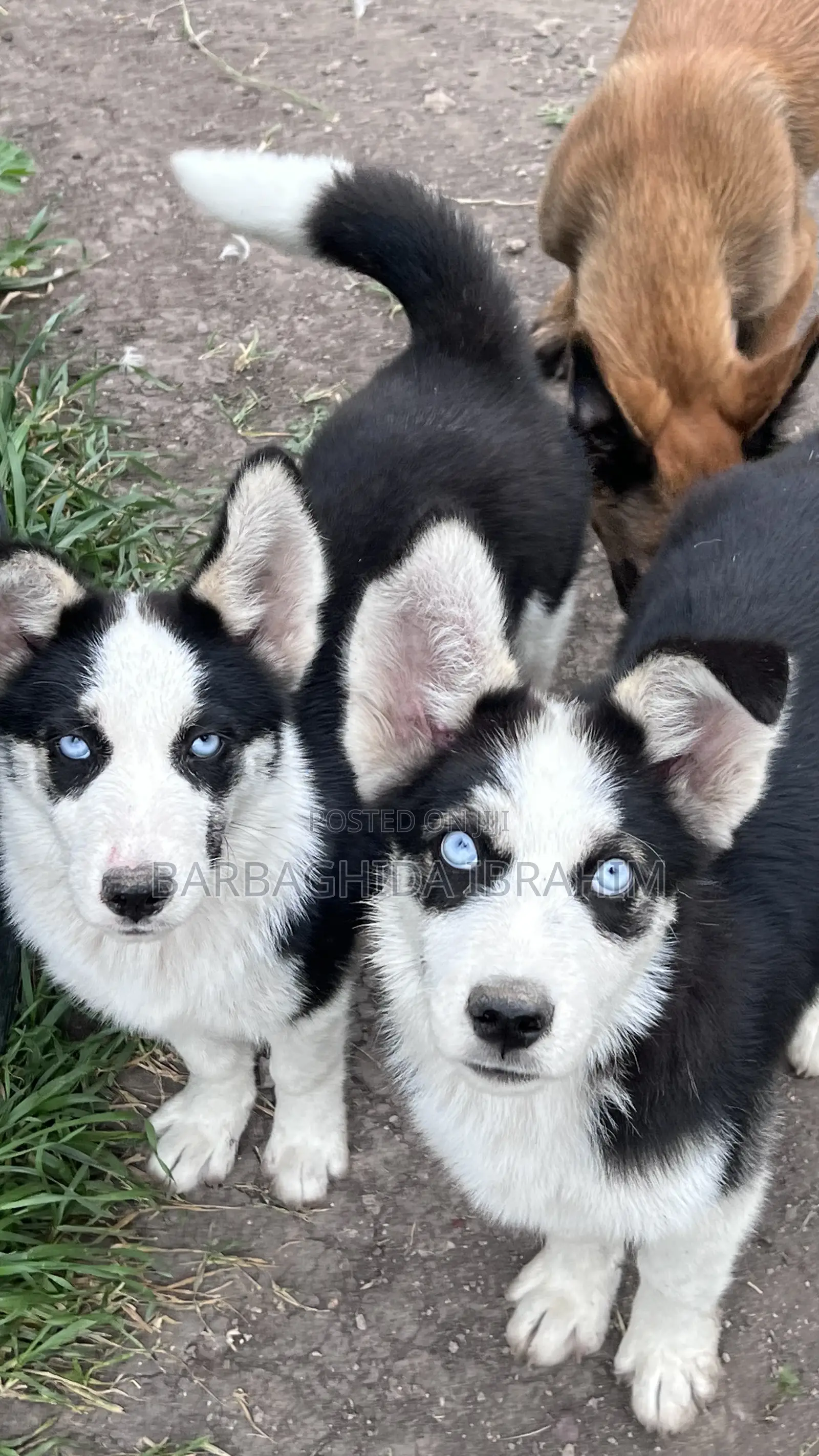 1-3 months Male Purebred Siberian Husky