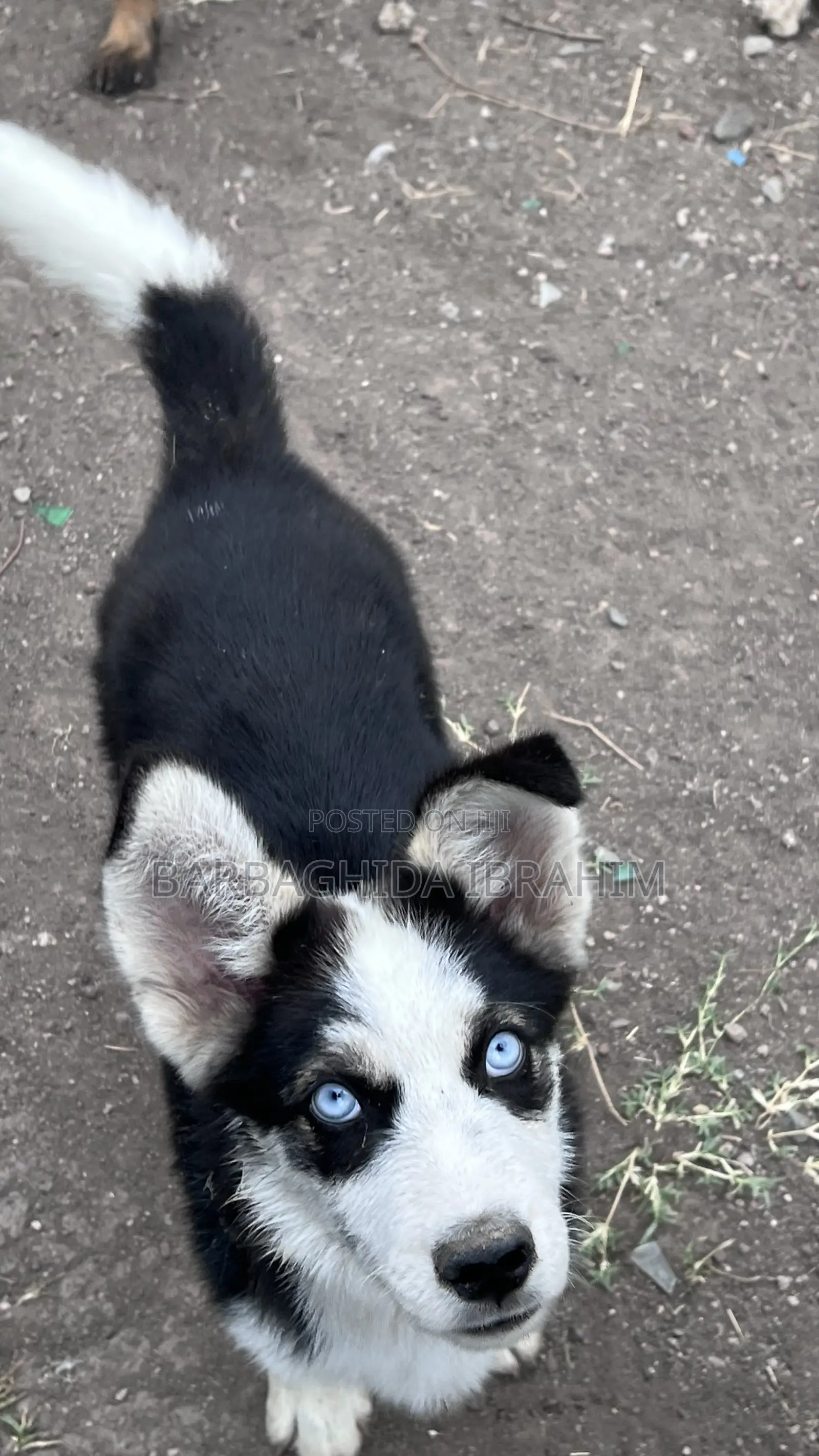 1-3 months Male Purebred Siberian Husky