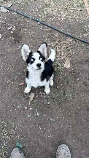 1-3 months Male Purebred Siberian Husky