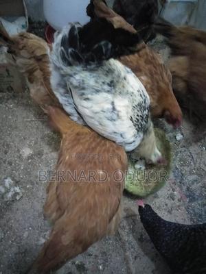 Hens Cocks Improved Kienyeji - thumbnail 2