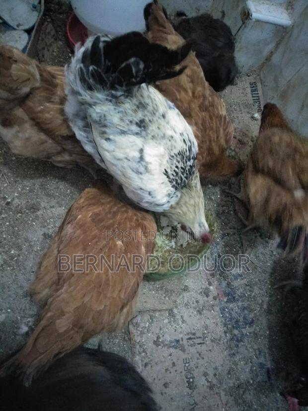 Hens Cocks Improved Kienyeji - thumbnail 3