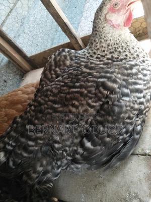 Pure Kienyeji Hens - thumbnail 2