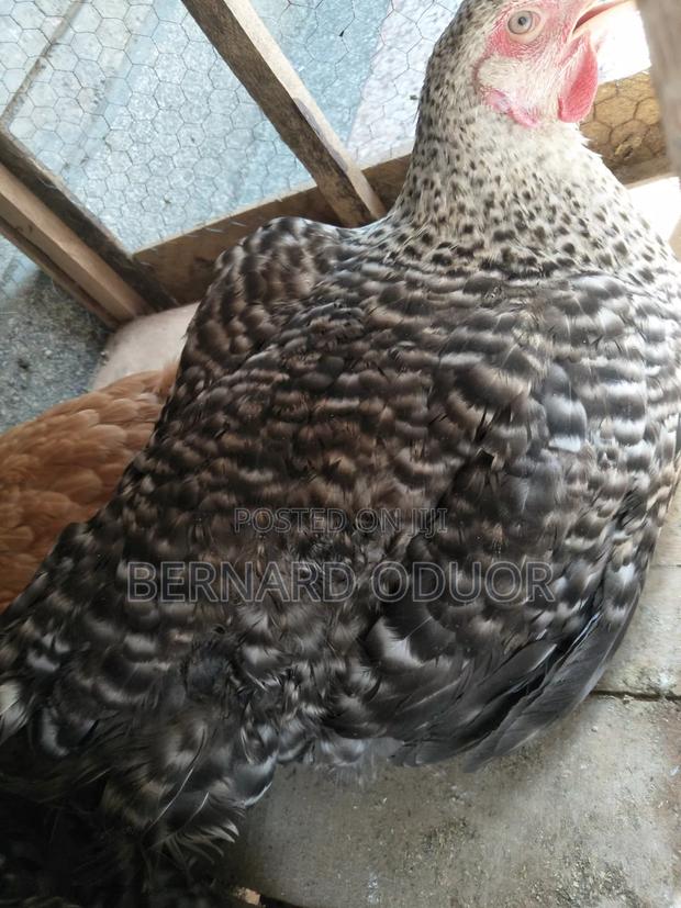 Pure Kienyeji Hens - main view