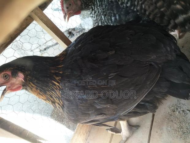 Pure Kienyeji Hens - thumbnail 3