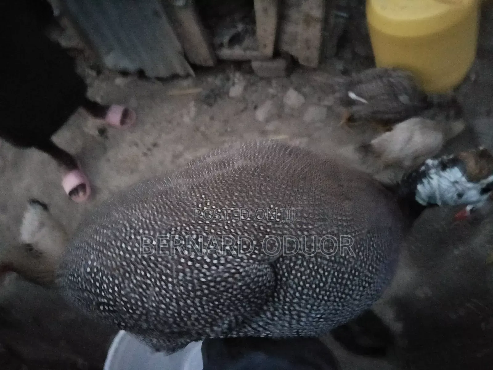 Kanga Eggs