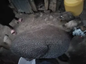 Kanga Eggs