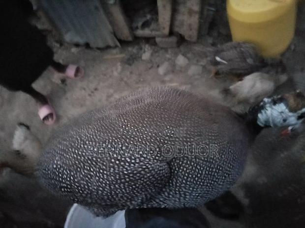 Kanga Eggs - thumbnail 2
