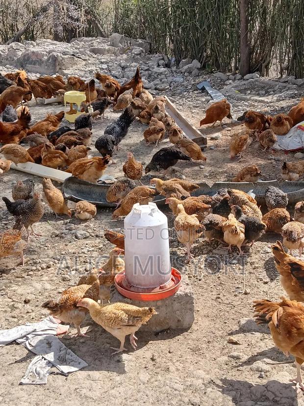 Improved Kienyeji Chicken