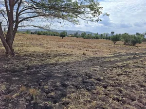 50 by 100 Plot in Kiine, Sagana. 200m From Kenol Marua Highway.