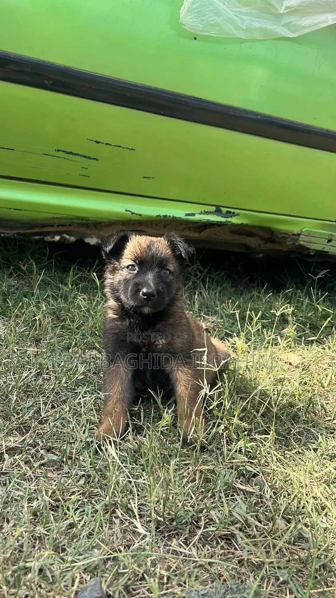 1-3 months Male Purebred Belgian Malinois