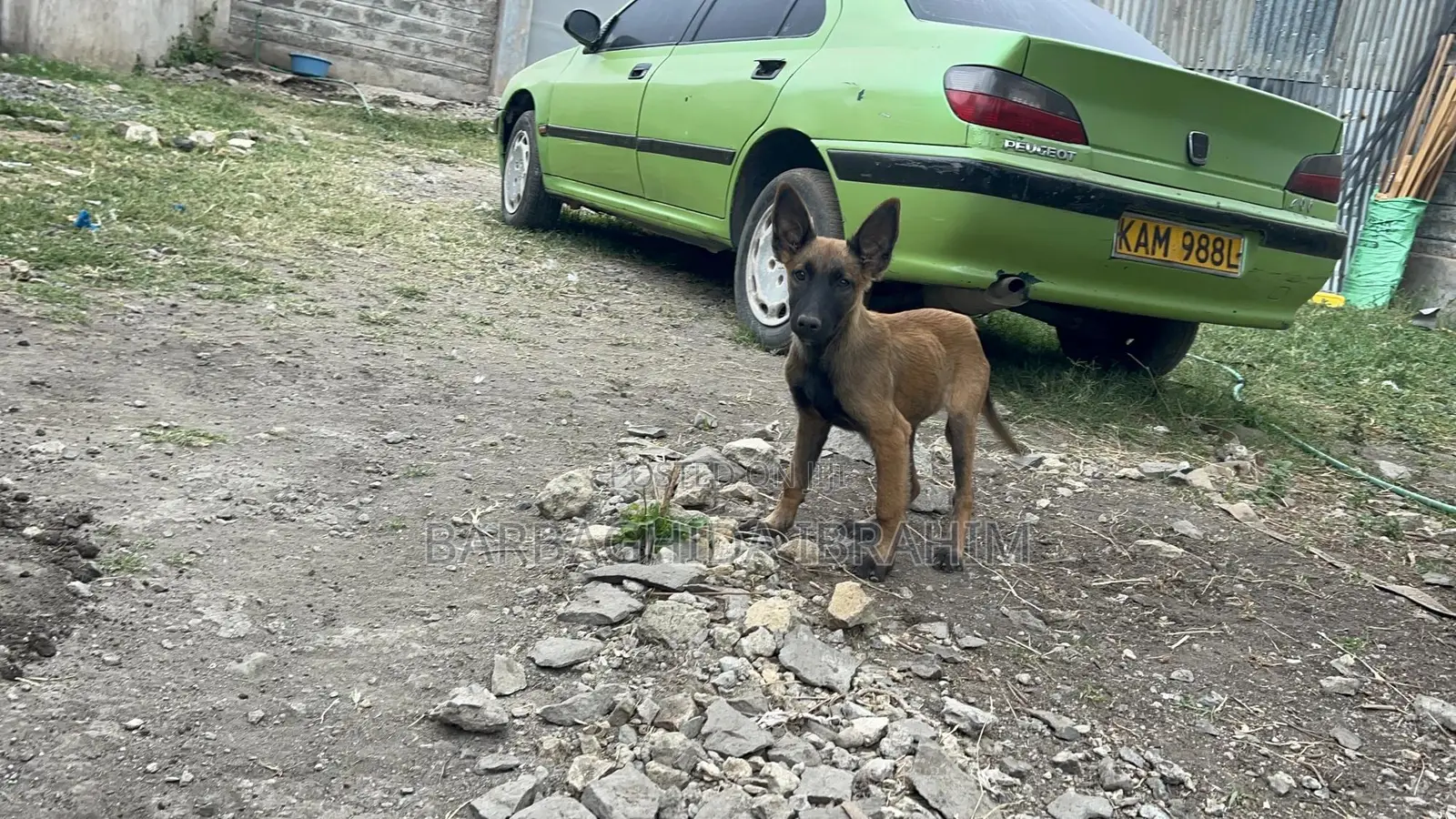 1-3 months Male Purebred Belgian Malinois