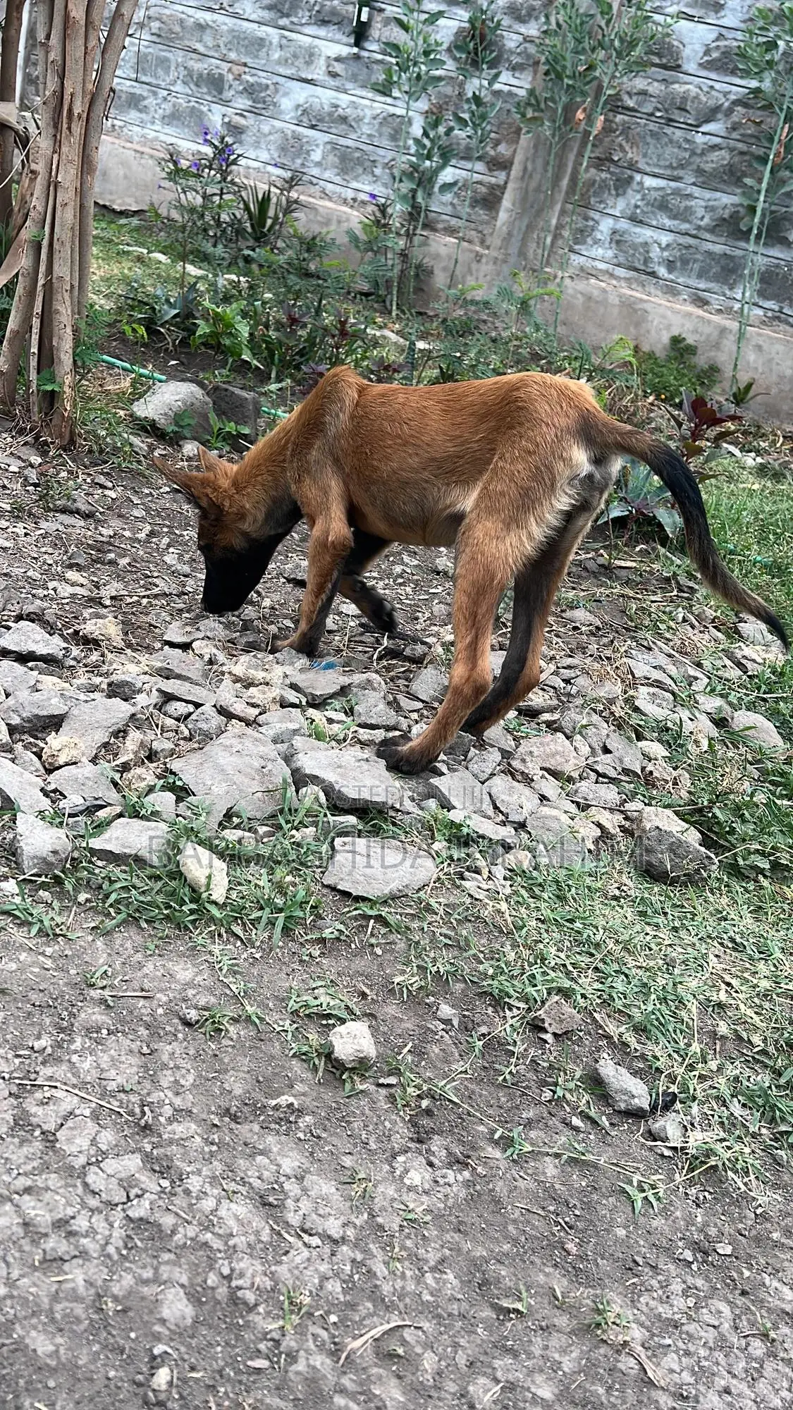 1-3 months Male Purebred Belgian Malinois