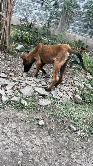 1-3 months Male Purebred Belgian Malinois