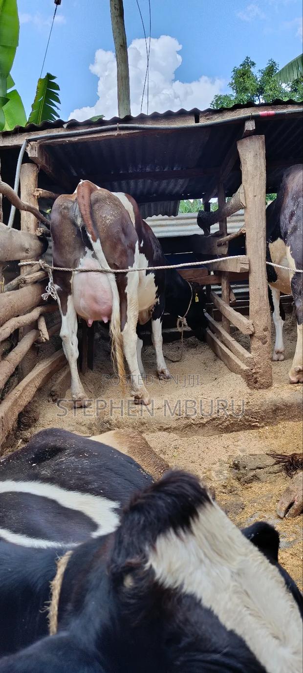 Super Giant 8.5months Incalf Heifer