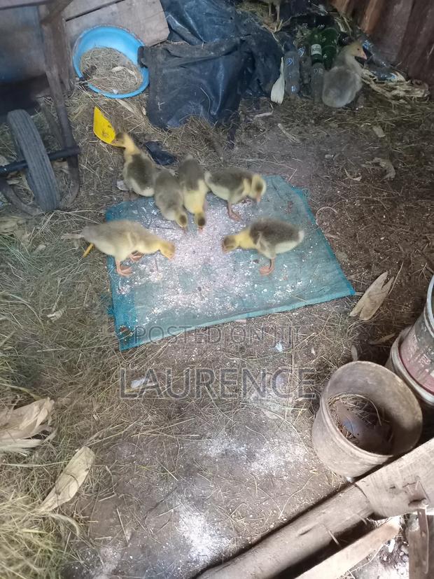 Agricultural Products - thumbnail 4