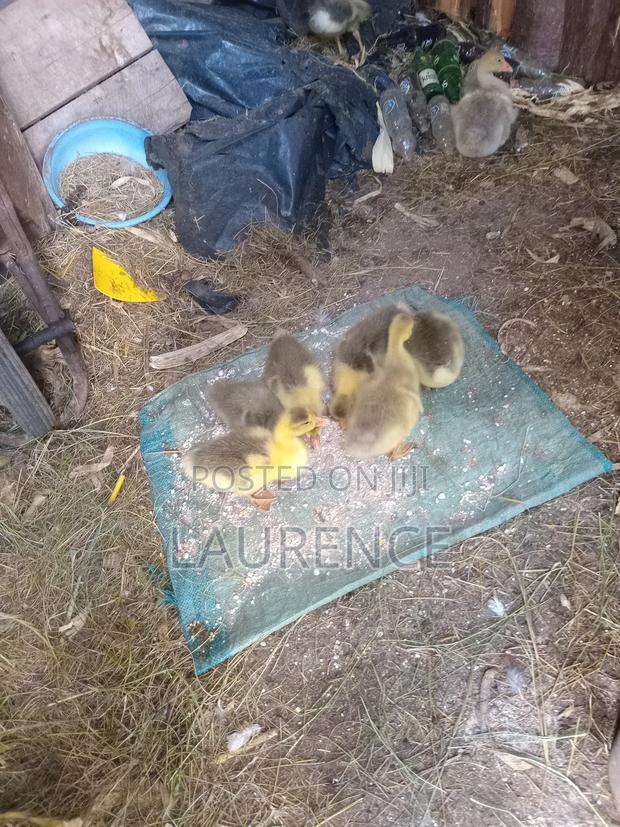 Agricultural Products - thumbnail 3