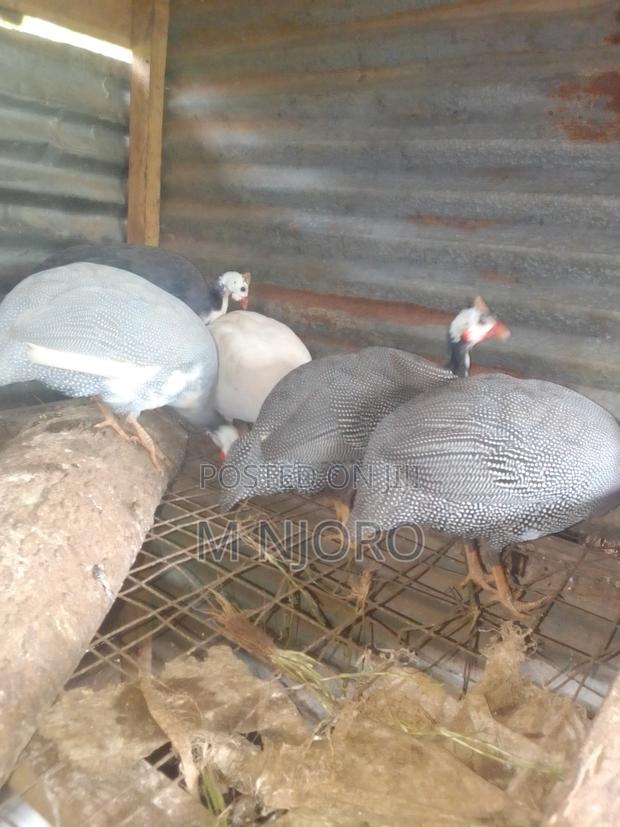Lavender, Royal Purple,Pure White,Dotted Mature Guinea Fowls