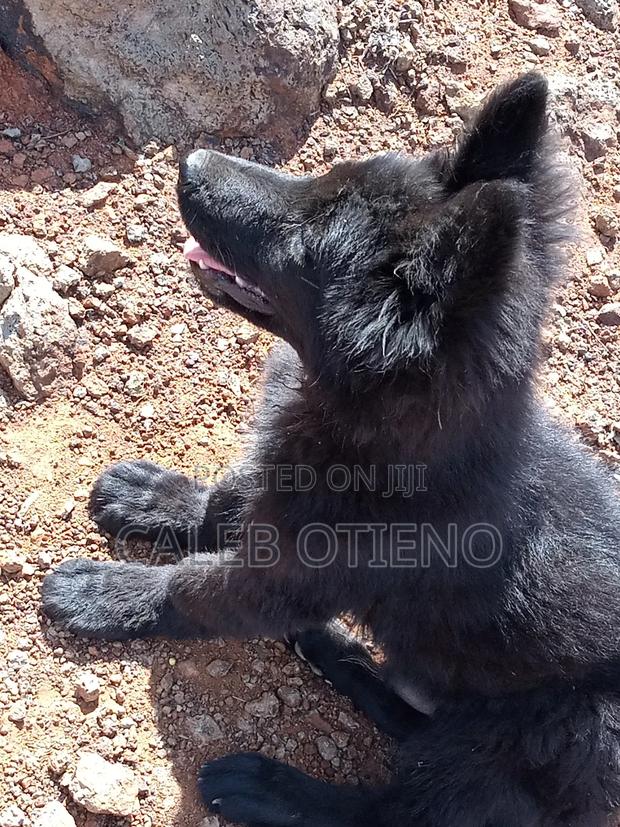 1-3 months Male Purebred German Shepherd - main view