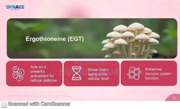 Dynace Lyftmax - thumbnail 7