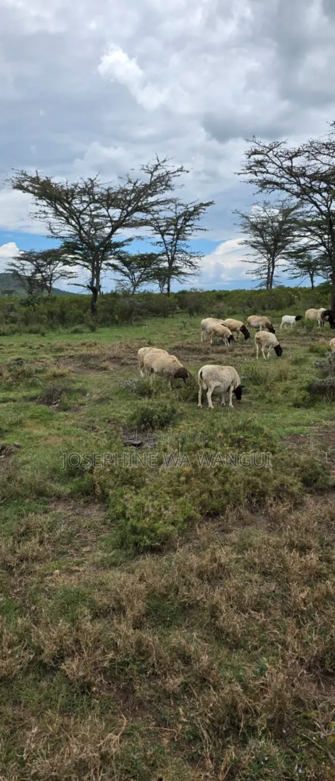 480 Acres of Land for Sale in Ngobit