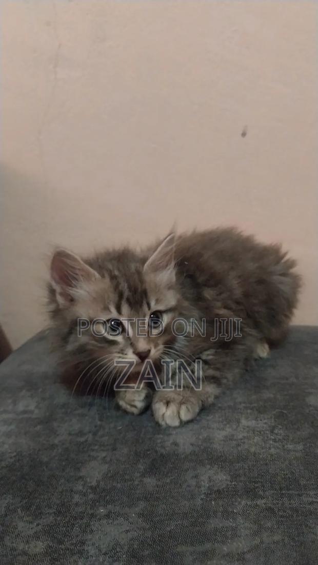 1-3 months Female Purebred Tabby - thumbnail 5