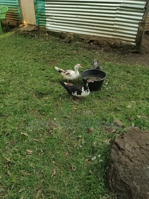 Healthy Mature Muscovy Ducks for Sale – Ready for Breeding/Meat