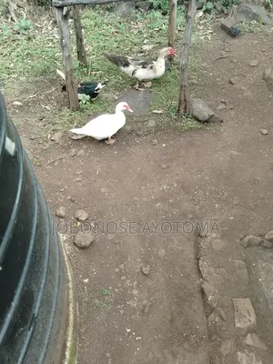 Healthy Mature Muscovy Ducks for Sale – Ready for Breeding/Meat