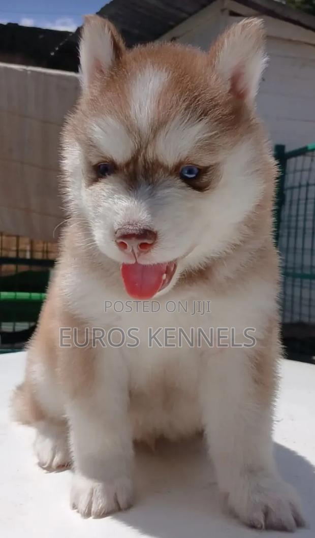 1-3 months Male Purebred Siberian Husky