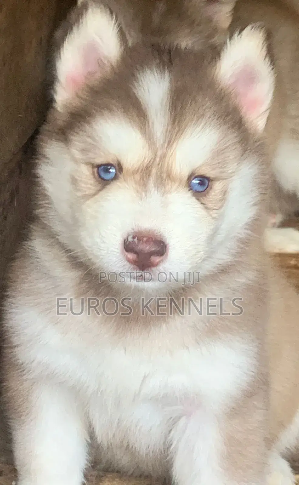 1-3 months Male Purebred Siberian Husky