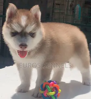 1-3 months Male Purebred Siberian Husky