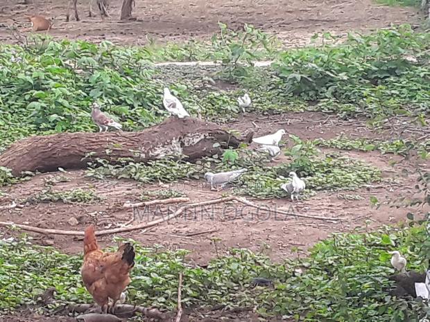 Pigeons for Sale - thumbnail 4