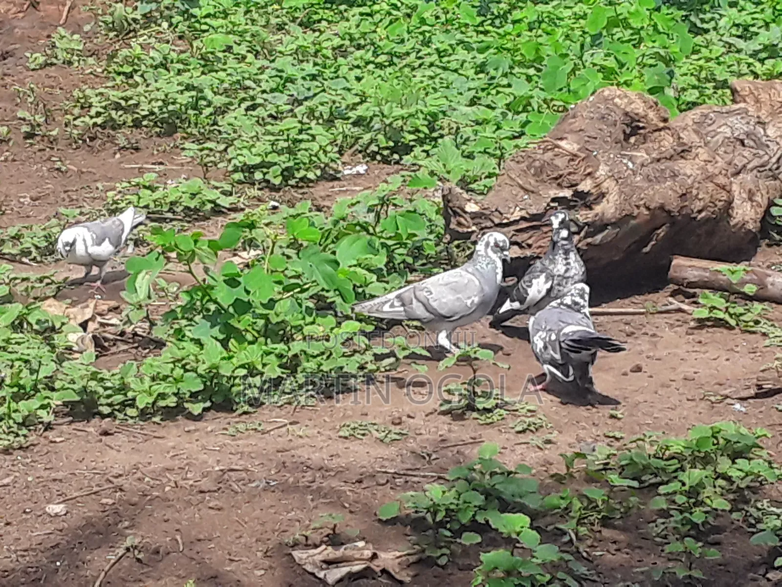 Pigeons for Sale