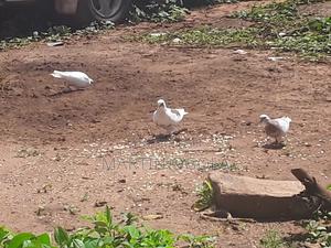 Pigeons for Sale - thumbnail 2