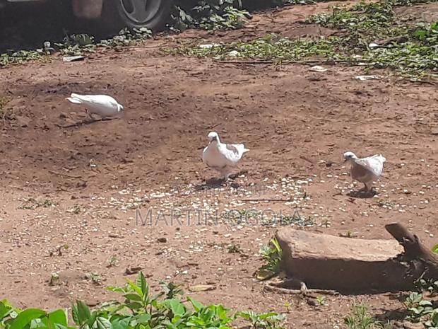 Pigeons for Sale - main view