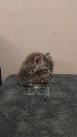 1-3 months Female Purebred Tabby - main view