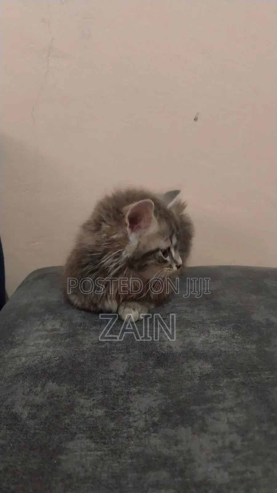 1-3 months Female Purebred Tabby