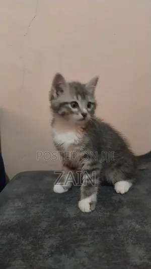 1-3 months Female Purebred Tabby